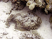 Picture 'Eg2_0_2113 Scorpionfish, Egypt'